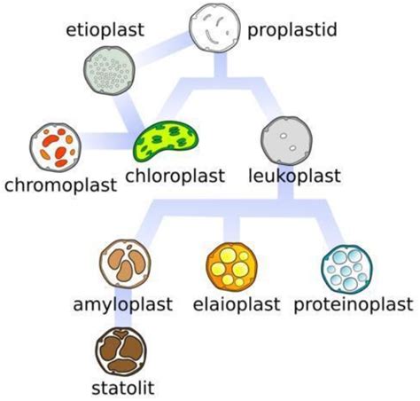 Leucoplast Diagram