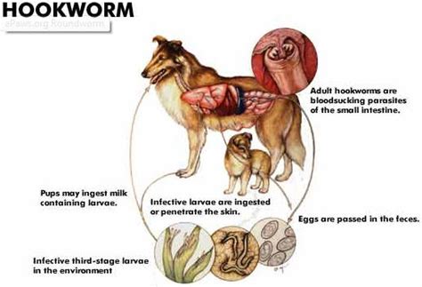 Hookworm