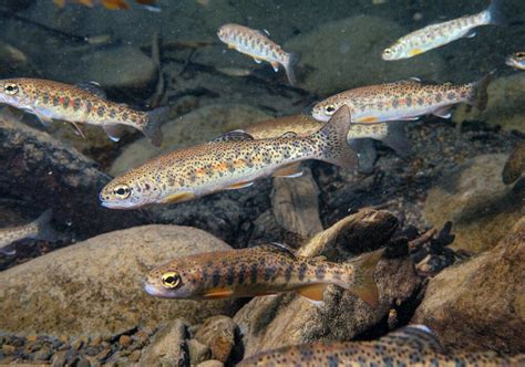 Science Friday: Juvenile steelhead finding refuge in tributary mouths | Wild Steelheaders United