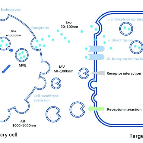 Schematic diagram of the process of secretory cells secreting three... | Download Scientific Diagram