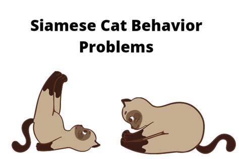 10 Common Siamese Cat Behavior Problems & How To Fix Them