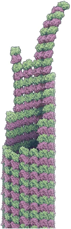 Microtubule dynamics: an interplay of biochemistry and mechanics | Nature Reviews Molecular Cell ...