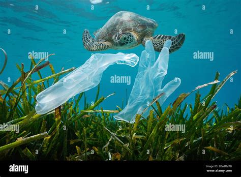 Leatherback Turtle Eating Plastic Bags