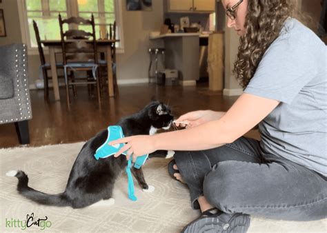 A Step-by-Step Guide to Cat Harness Training • KittyCatGO