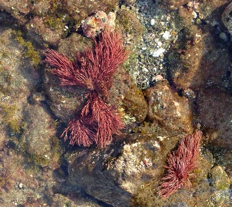 Red Seaweed: Characteristics, types, properties and more