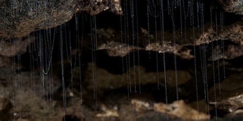 Glow Worm Caves, Te Anau - Everything New Zealand