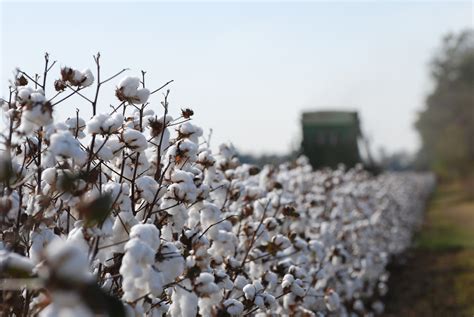 Punjab Seed Council Approved Two New Bt Cotton Varieties- Crop Biotech Update (February 3, 2021 ...