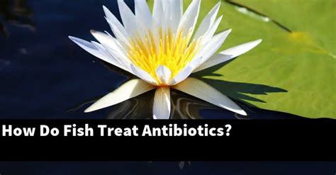 How Do Fish Treat Antibiotics? [2024 Guide] - Gold Koi Fish