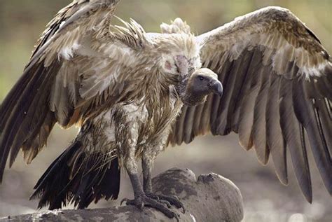 Asian white-backed vulture Love Birds, Beautiful Birds, Largest Bird Of ...