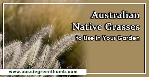 24 Best Australian Native Grasses to Use in Your Garden : AGT