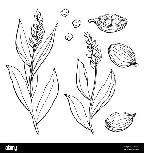 Cardamom leaf plant Black and White Stock Photos & Images - Alamy