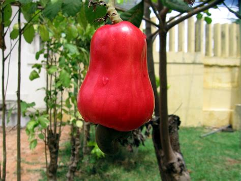 Cashew (Anacardium occidentale) nuts and by-products | Feedipedia
