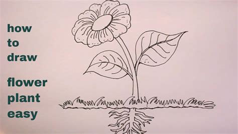 How TO Draw flower plant step by step/plant drawing - YouTube