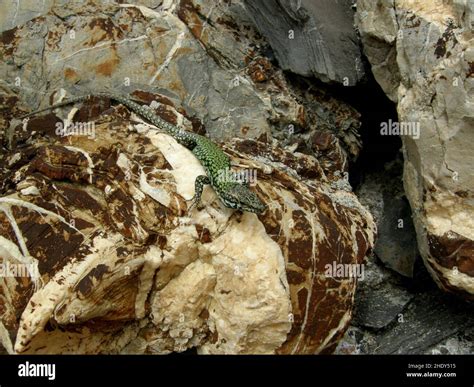 Italian wall lizard Stock Photo - Alamy