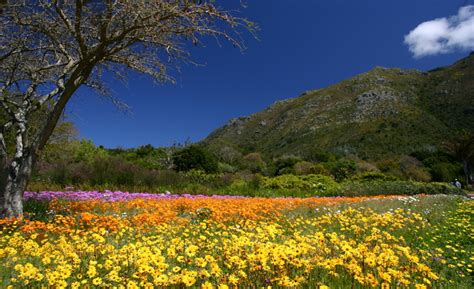 South Africa’s 9 National Botanical Gardens - TravelGround Blog