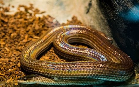 Pet Sunbeam Snake Care Guide: Habitat, Size, Lifespan, & More