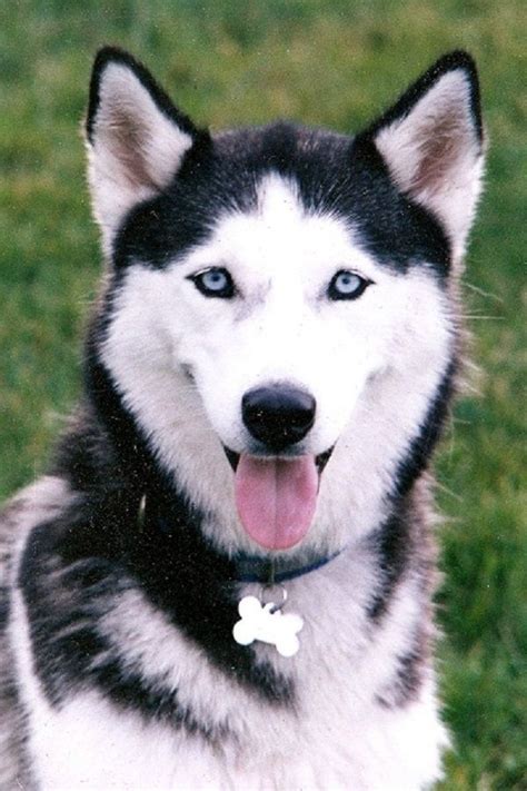 black and white husky puppies with blue eyes | Zoe Fans Blog | Husky ...