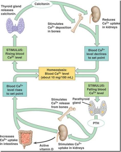 Pictures Of Calcium Metabolism