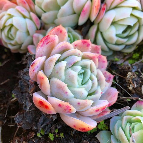 Pink Freckled Echeveria : succulents