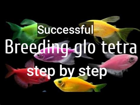 successful breeding glo tetra 100% explain #tagalog version,panourin hanggang dulo - YouTube