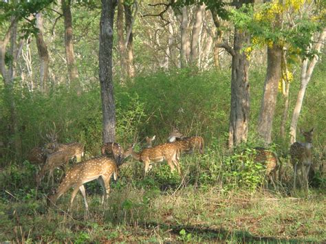 TOUR CORNER: WAYANAD Wildlife Sanctuary