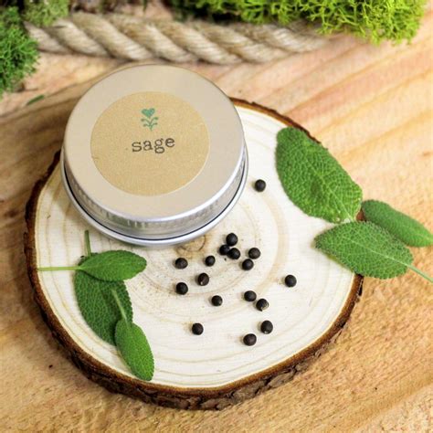 Organic Sage Seeds – Plantflix