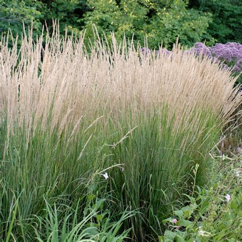 National Plant Network Full sun (6+ hours direct sun) Ornamental Grasses at Lowes.com