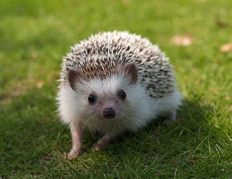 LONG-EARED HEDGEHOG LIFE EXPECTANCY