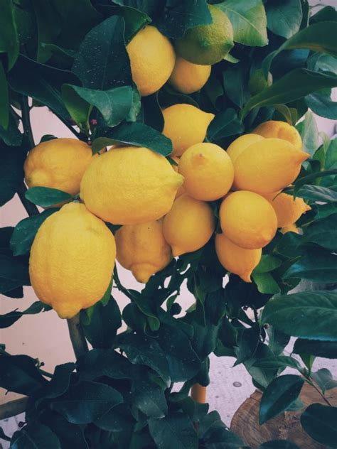 What Is Limonene? Understanding Benefits & Effects – Advanced Terpenes