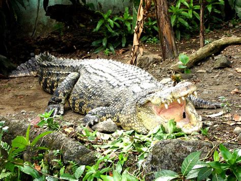 Philippine Crocodile | The Life of Animals