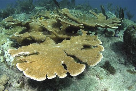 Elkhorn Coral | NatureRules1 Wiki | Fandom