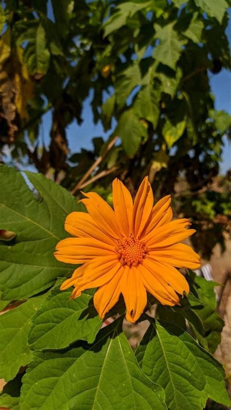flower 🌼🍂 | Flowers photography wallpaper, Nature photography ...