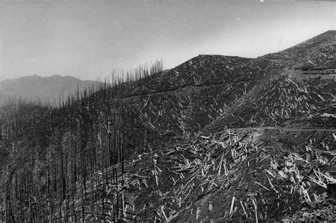 Hiking through the Tillamook Burn: An Oregon forest recovers, decades after devastating fires ...