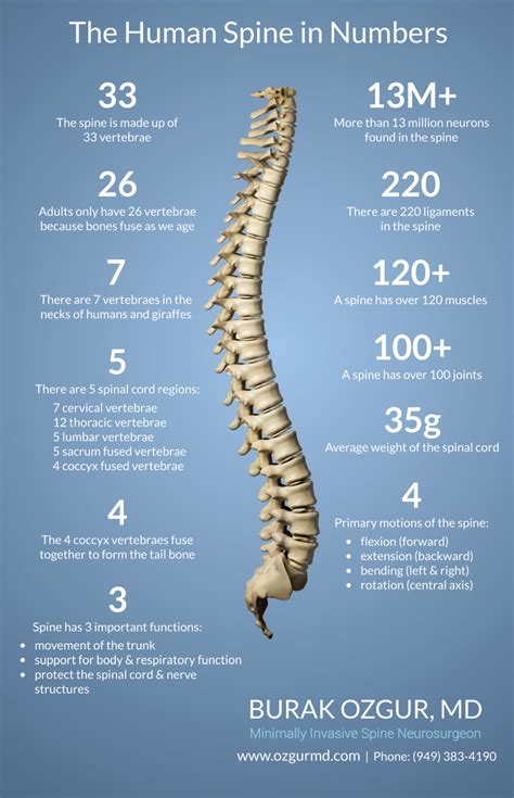 The Human Spine in Numbers | Burak Ozgur, MD