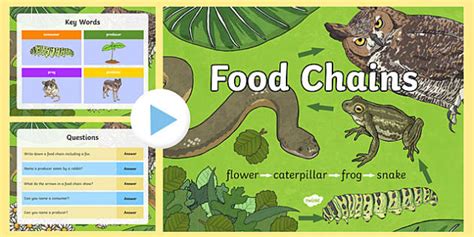 Food Chain PowerPoint - Science Resource - Twinkl