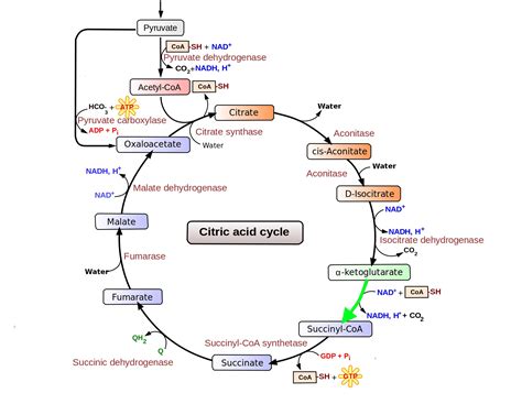 Level 81 - Durham University Medicine (Year One), - Memrise