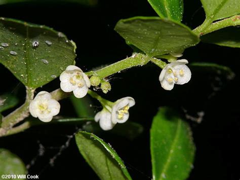 Ilex crenata (Japanese holly): Go Botany