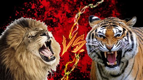 Tiger Vs Lion Real Fight | sher aur bagh ki ladai | Lion Vs Tiger Real Fight - YouTube