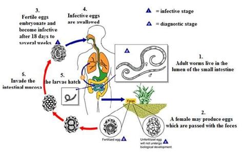 1. Life cycle of Ascaris lumbricoides (http://www.cdc.gov/) | Download Scientific Diagram