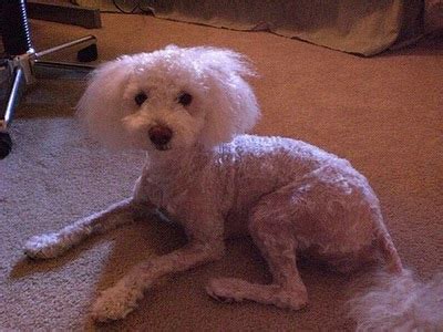 Craziest Dogs Haircuts | Incredible Stupid/Evil Things