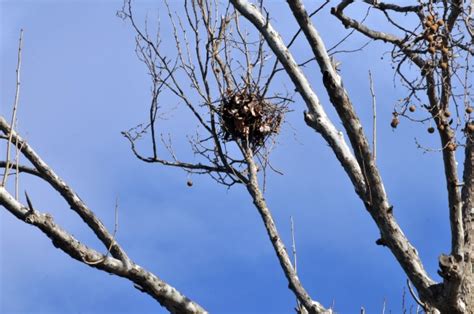 Bird Nest In Tree Free Stock Photo - Public Domain Pictures