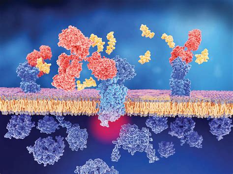 What Are the Development Prospects & Anticancer Potential of CD38 Antibodies? – Creative Biolabs ...