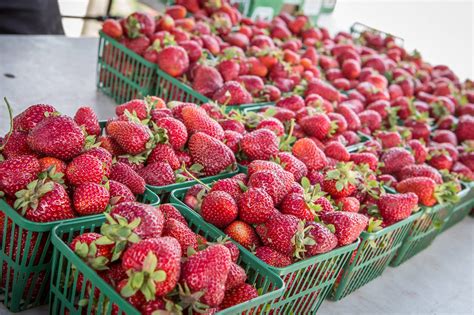 10 farms for strawberry picking near Toronto