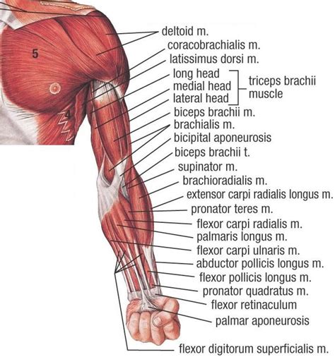 upper arm muscles - Google Search | art anatomy | arms & hands ...