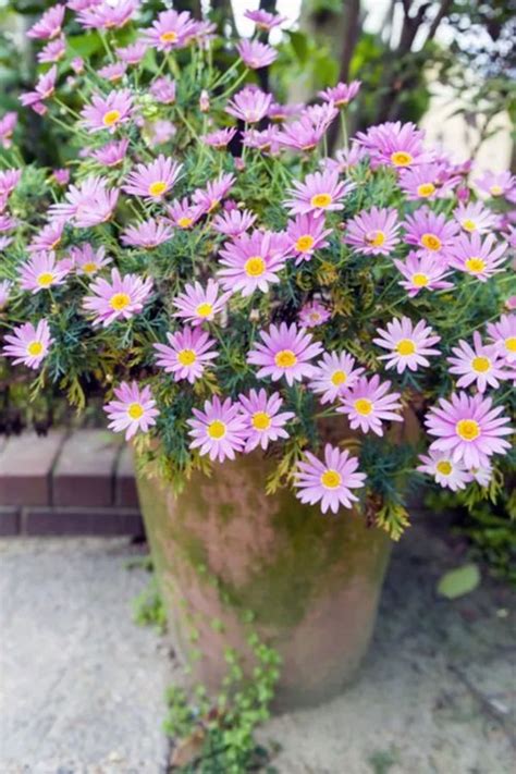 18 Best Pink Muhly Grass Companion Plants | Balcony Garden Web