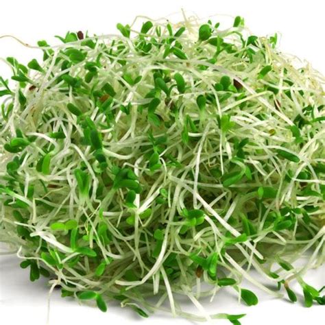 Sprouts – Alfalfa – SPS Idaho Inc.