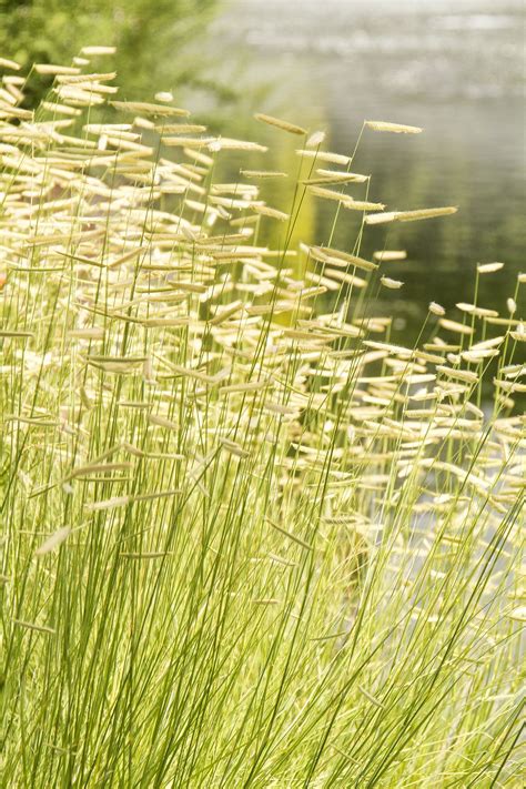 Blonde Ambition Blue Grama Grass | Blue grama grass, Ornamental grasses, Low maintenance landscape