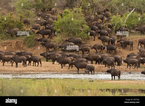 African buffalo herd, Cape buffalo herd Stock Photo - Alamy