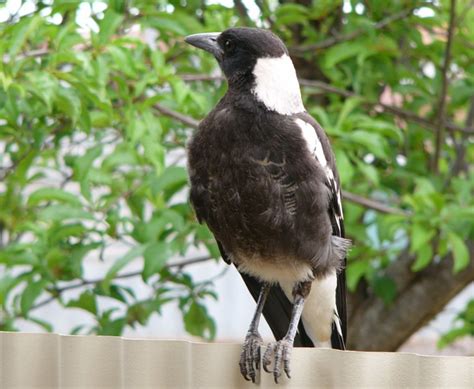 magpie baby 4 (Australian Magpie); Image ONLY