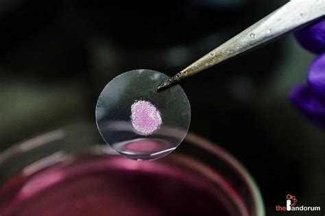 Biotech Startup Pandorum Technologies Creates India's First 3D Printed Artificial Human Liver ...